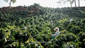 Cara memilih jenis kopi yang sesuai dengan iklim di Indonesia.
